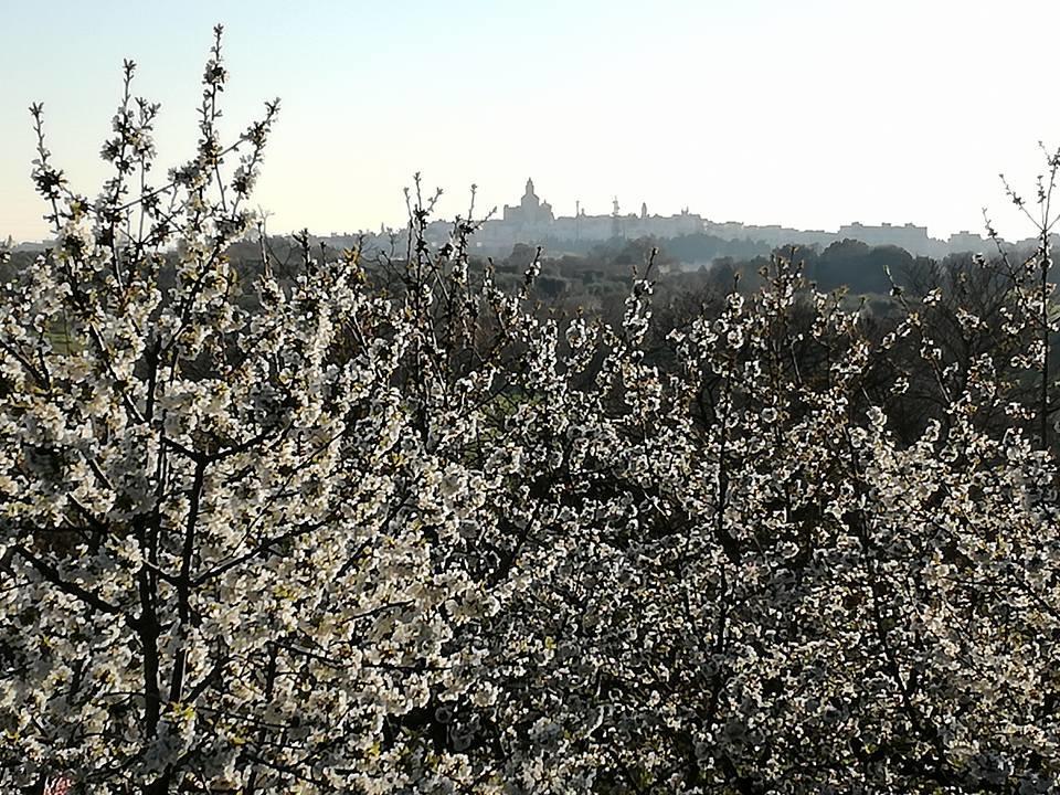 Masseria Nardelli Frühstückspension Locorotondo